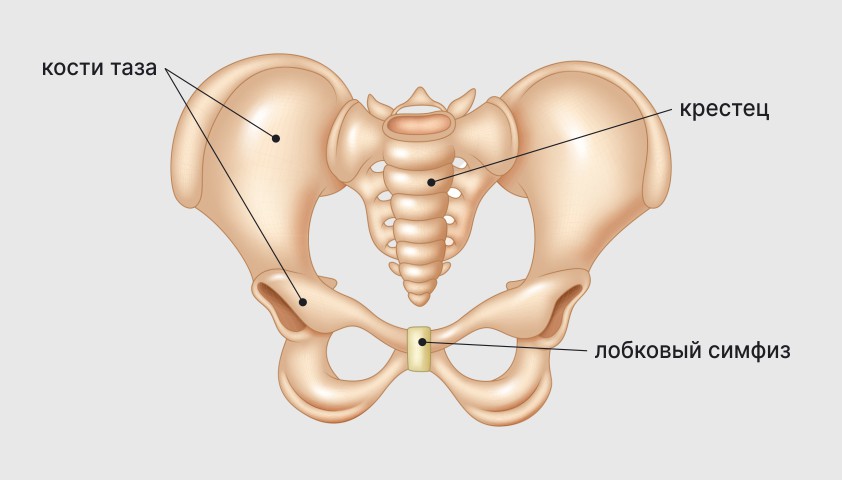 Симфизит -при беременности и после родов - причины и диагностика