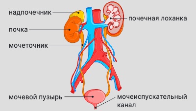 Строение-мочевыделительной-системы