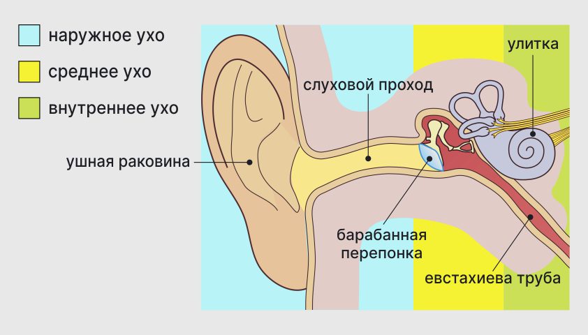 Строение-уха