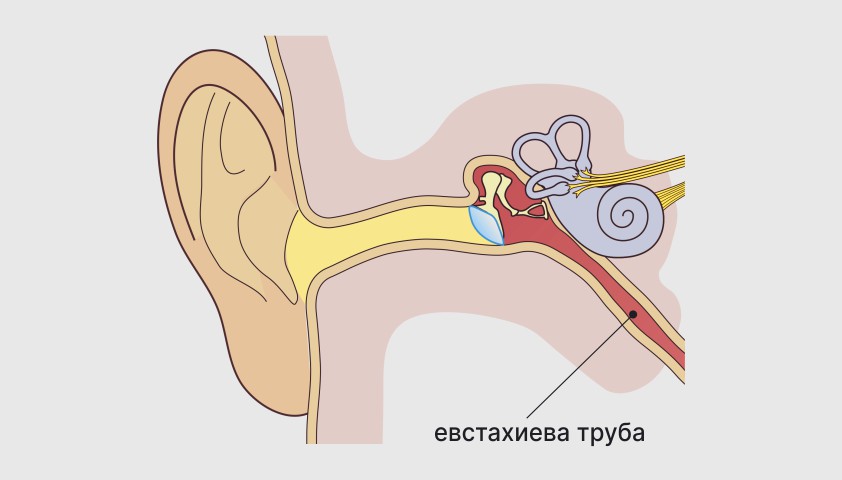 Евстахиева-труба