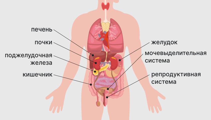 Органы во вселенной