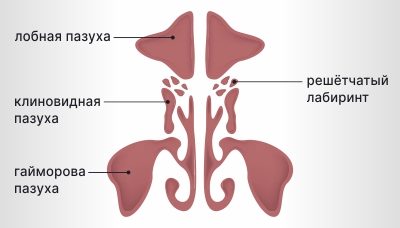 Пазухи носа