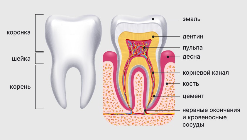 Изображение структуры зуба