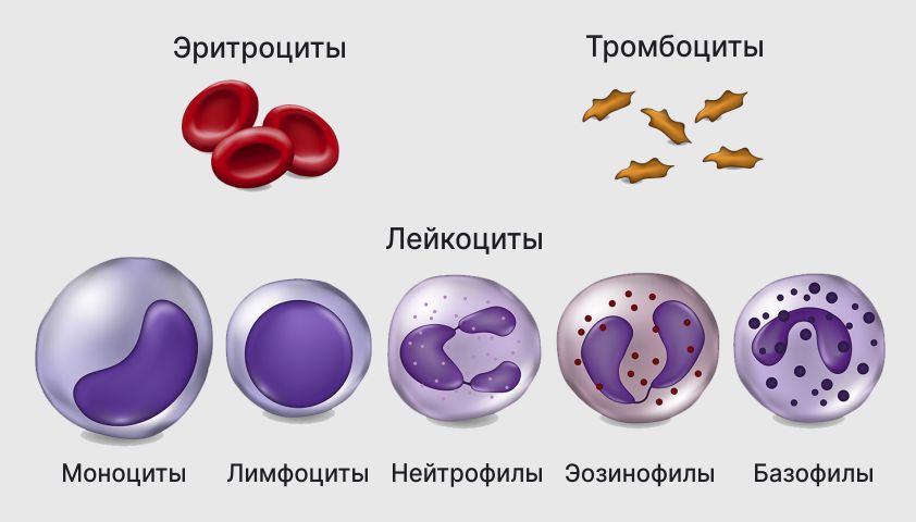 Клетки