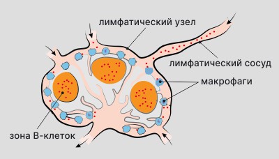 Лимфоузел