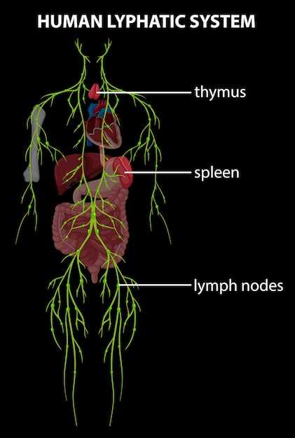Лимфатические сосуды и узлы