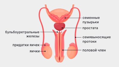 Мужская-ПС