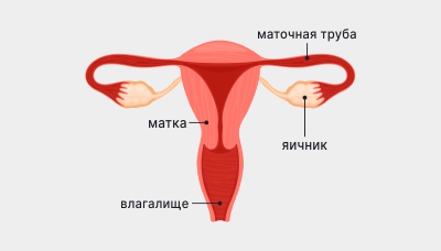 Женские половые органы