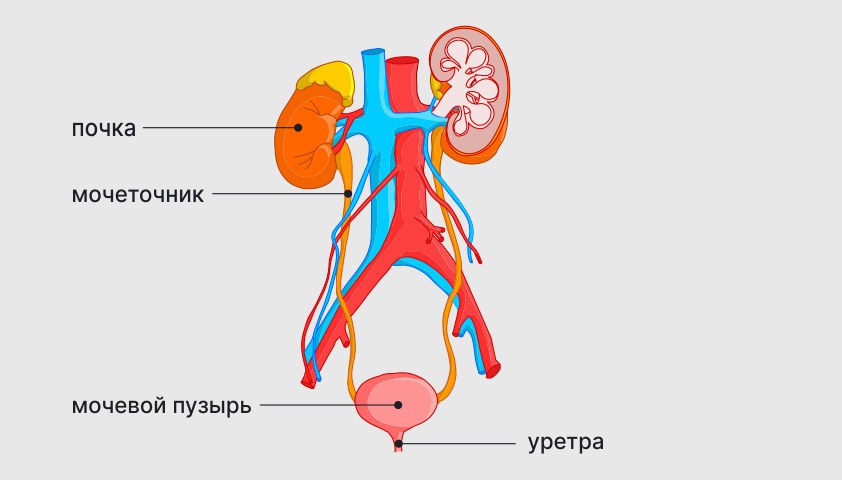 Мочевыделительная система человека — строение, органы, функции