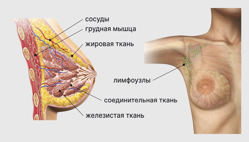 Строение-груди