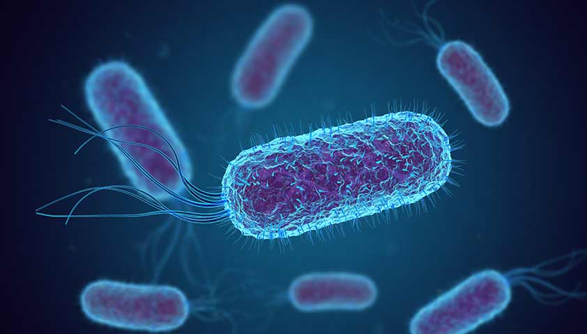 Escherichia-coli