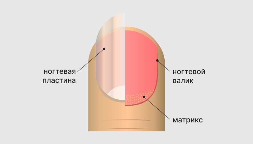 Строение-ногтя