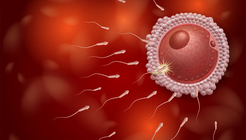 Оплодотворение яйцеклетки — что это, как происходит, через сколько наступает беременность