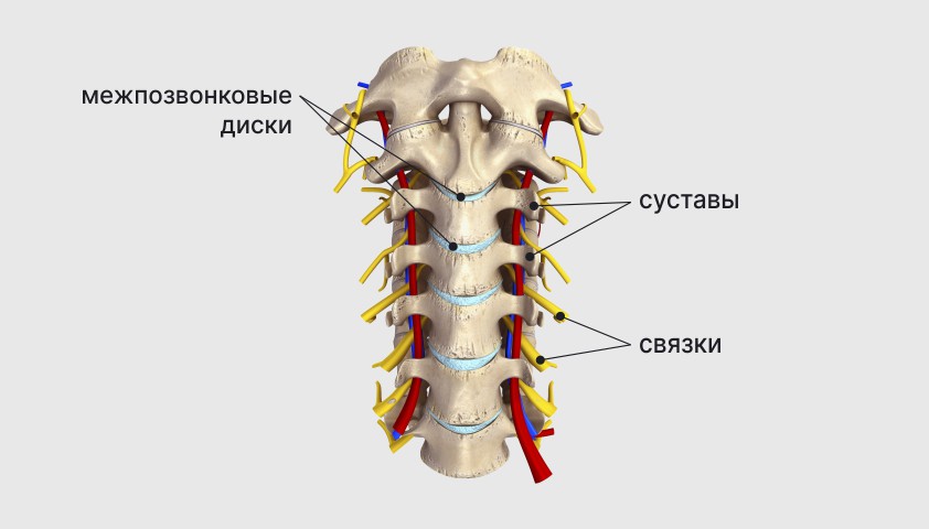 Позвонки