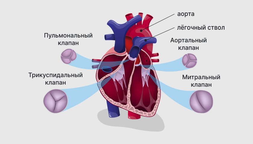 Пороки сердца — что это такое, основная причина, симптомы, лечение