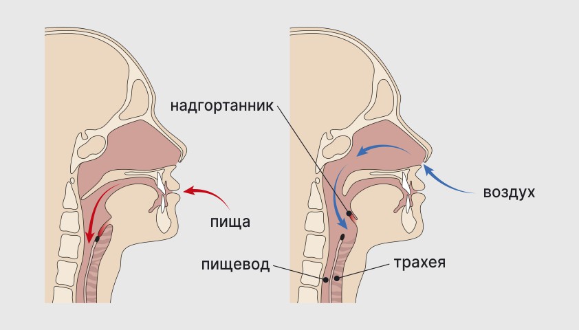 Изображение надгортанника