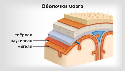 Оболочки-мозга3